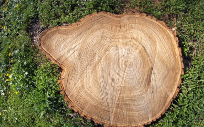 Tree Stump Grinding South Yorkshire
